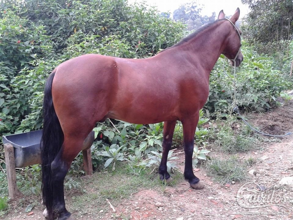 TROVÃO