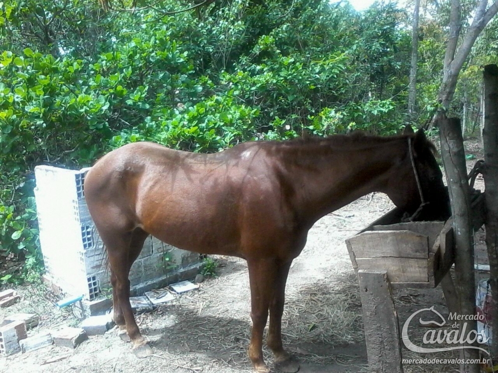 ESTRELA