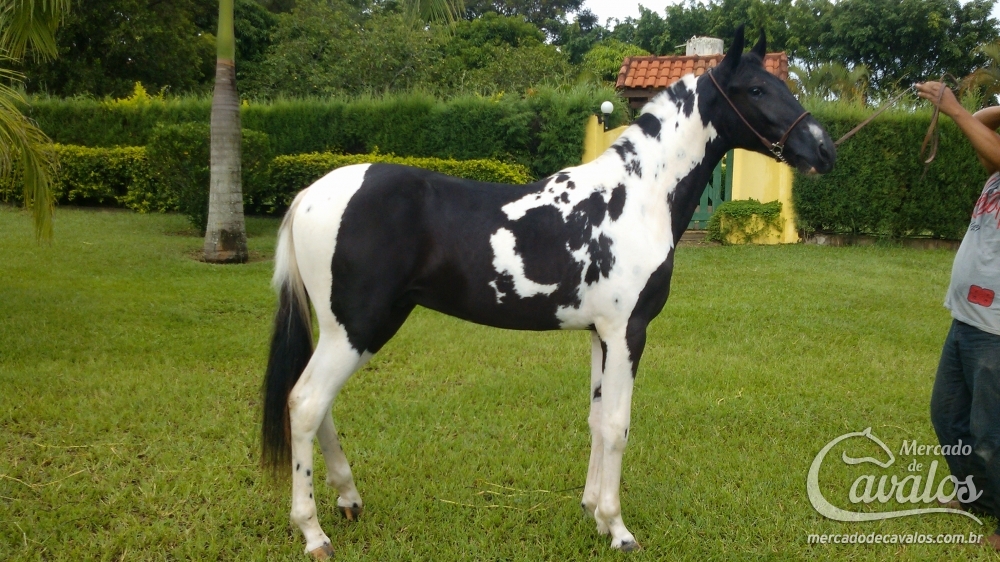 NIARO QUATRO LAGOAS - HOMOZIGOTO