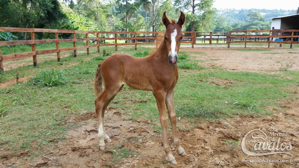 BARÃO DA LUA RUBRA