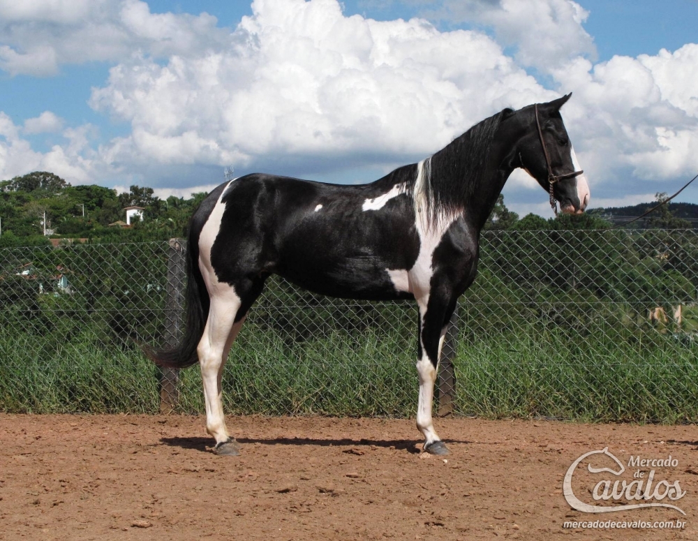 DELICADA DA TATU