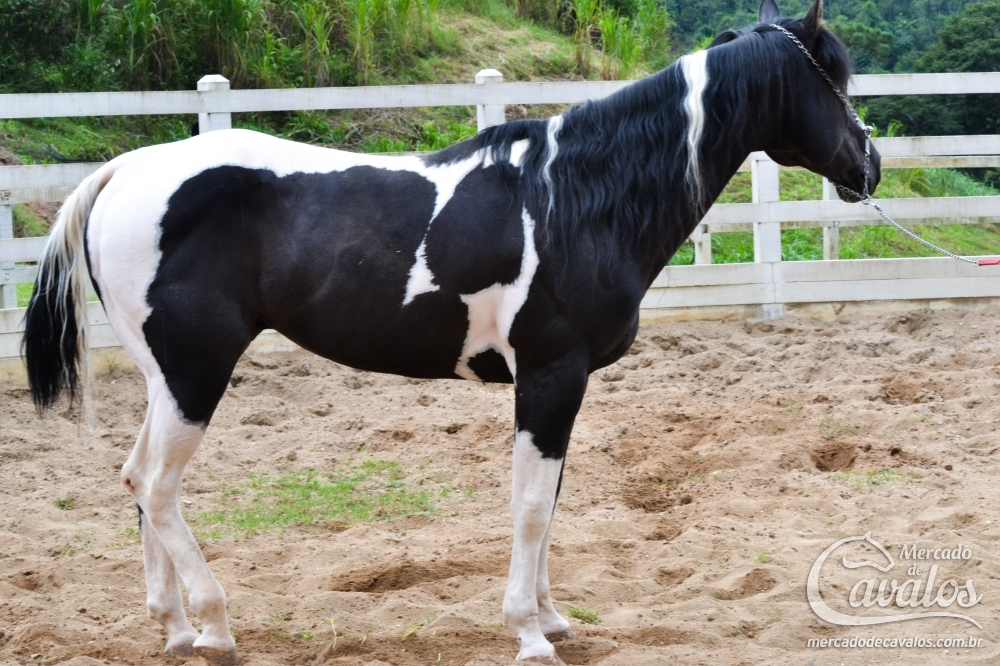 ARAPONGA