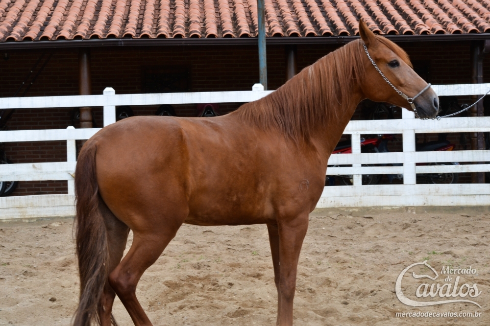 DIAMANTE