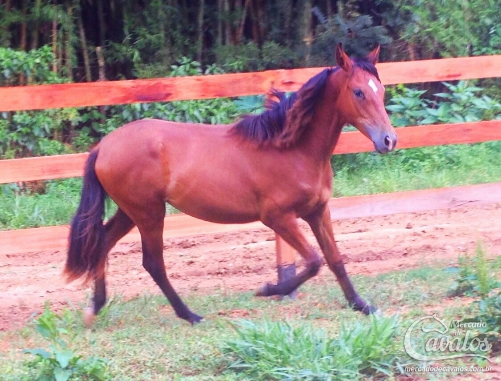 ARAGORN DA LUA RUBRA