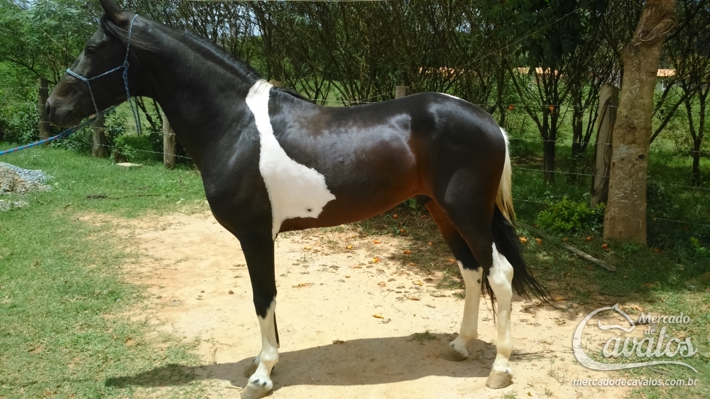 HOLOFOTE DA CASA GRANDE - MARCHA PICADA