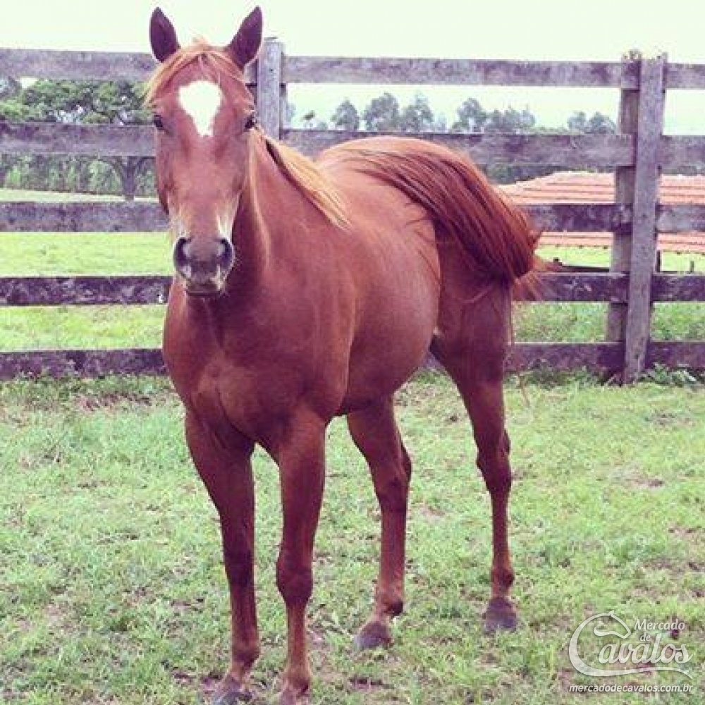 WIND NILLY LEO