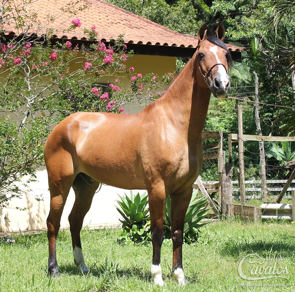 TITANIO DO RASF