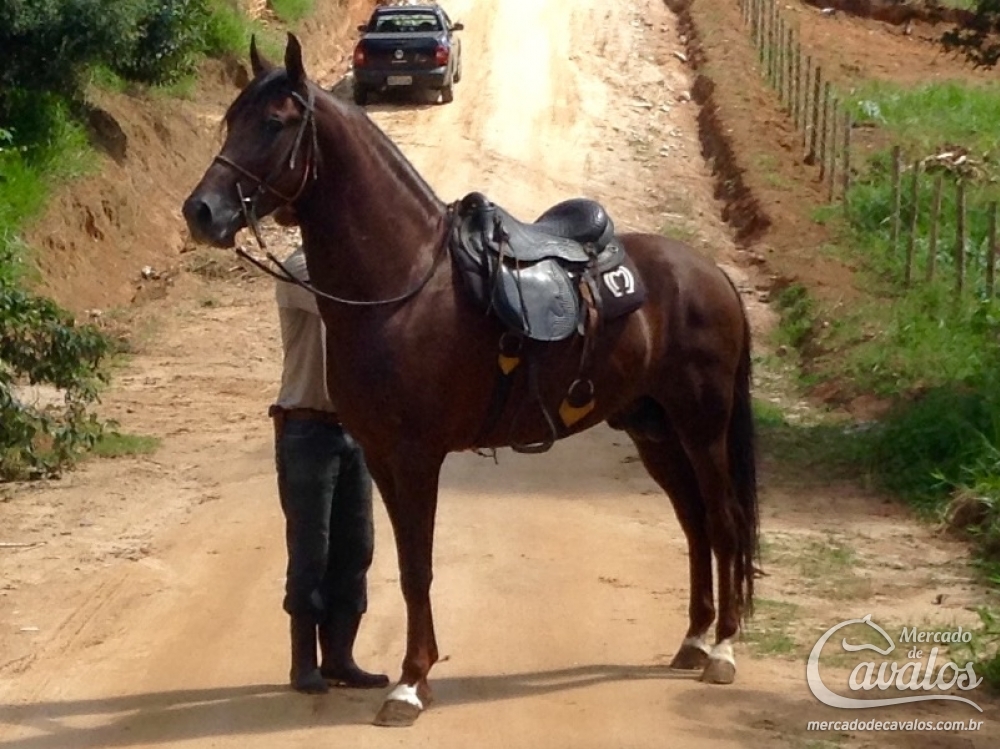 DIRETOR DA CACHOEIRA