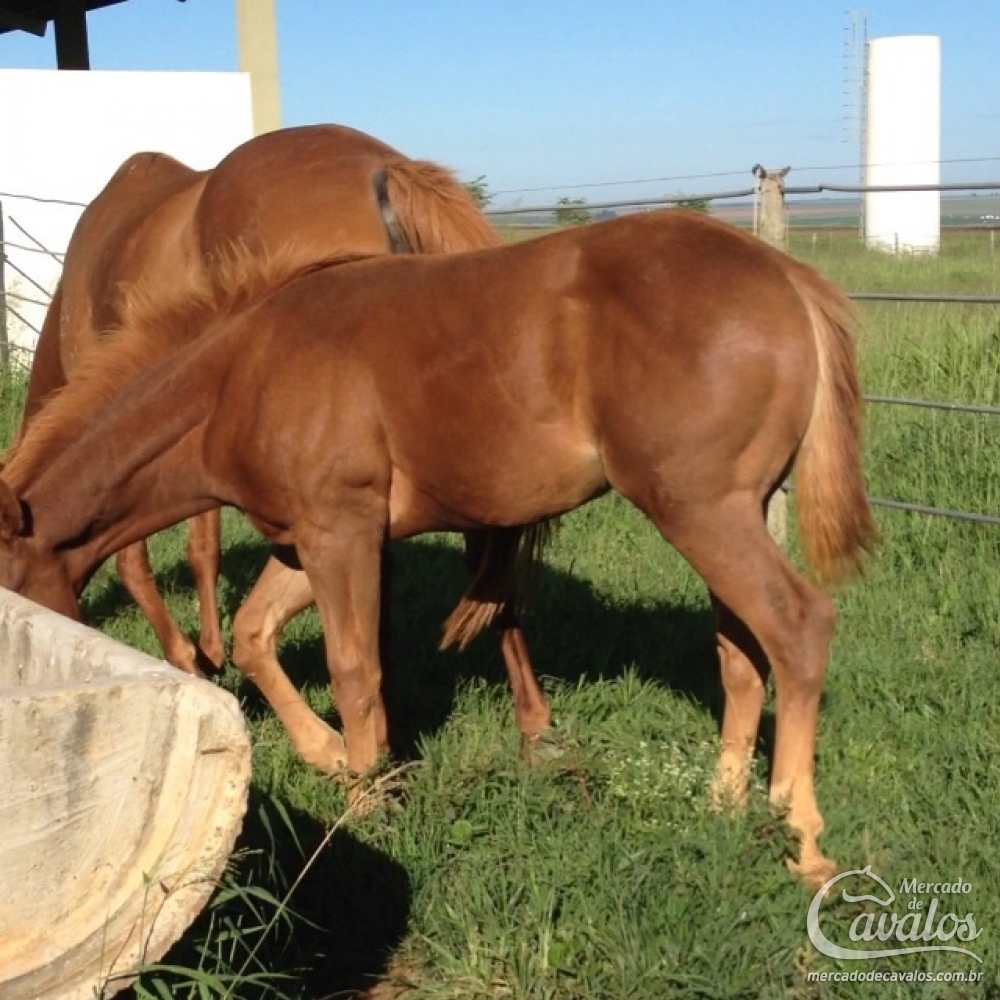 POP SUPERHORSE X SELENE JAZZ