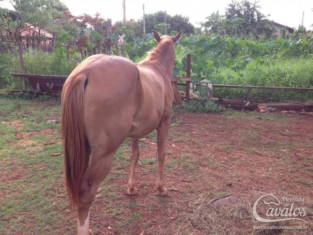 ODALISKA BROWN LEO(REG EM ANDAMENTO)