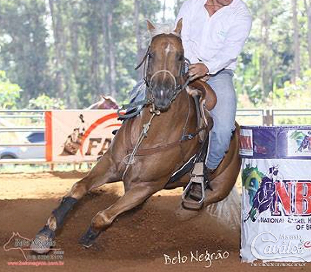 MAX TOP ZD