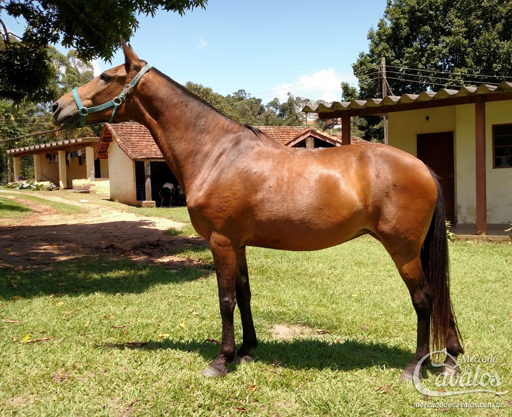 MINEIRA