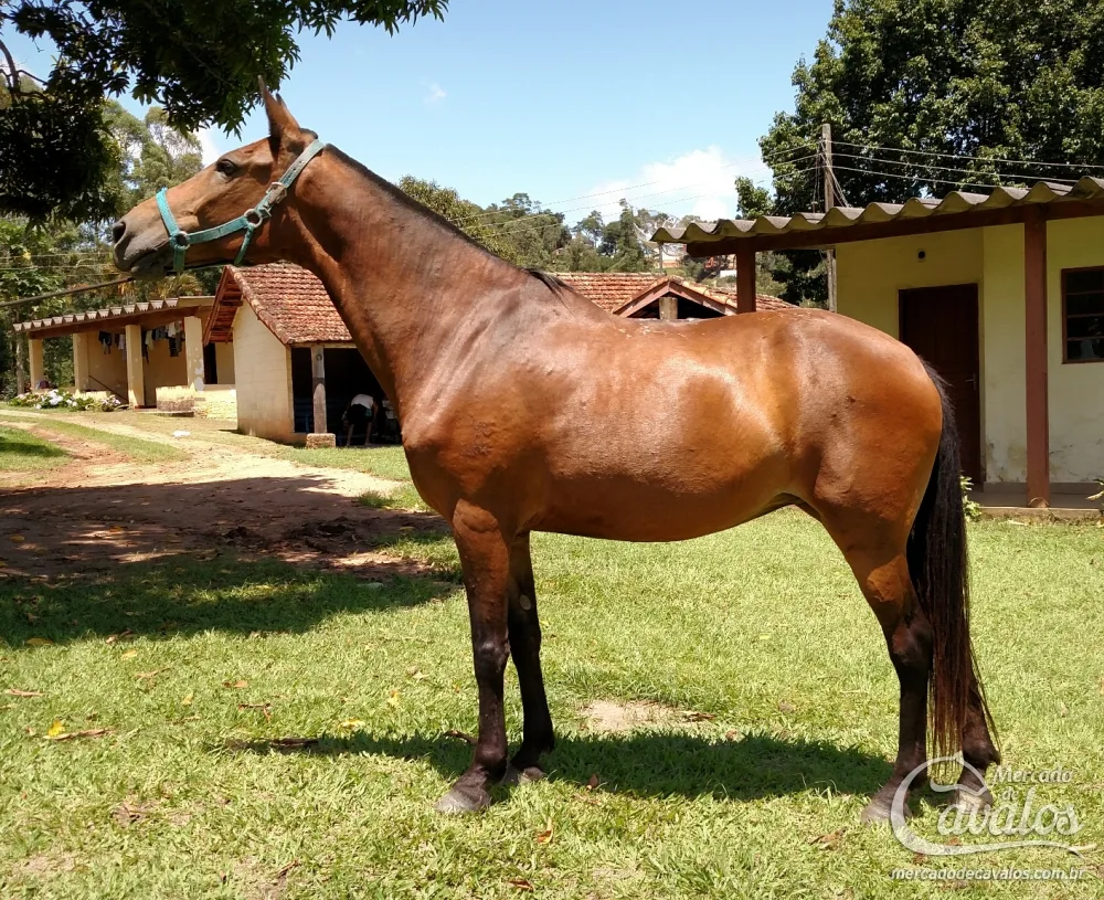 MINEIRA
