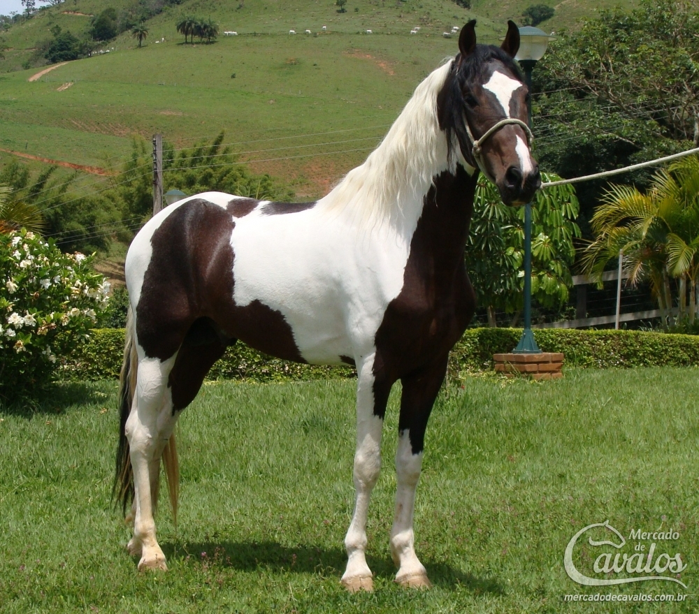 TARUMÃ