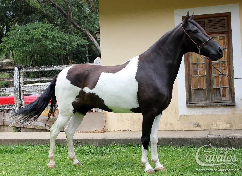 COMENDADOR DO RASF