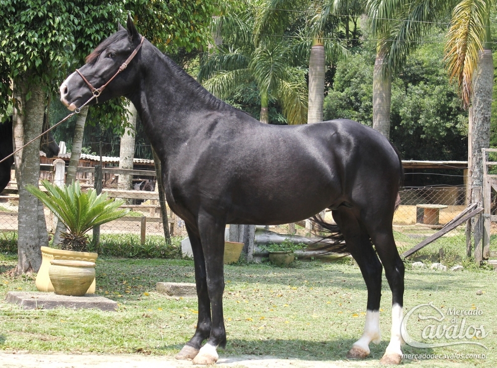 IMPÉRIO DO RASF