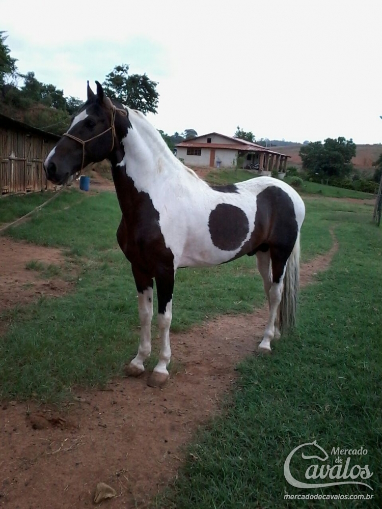TARUMÃ