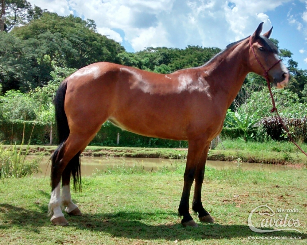 SAVANA DO HAR