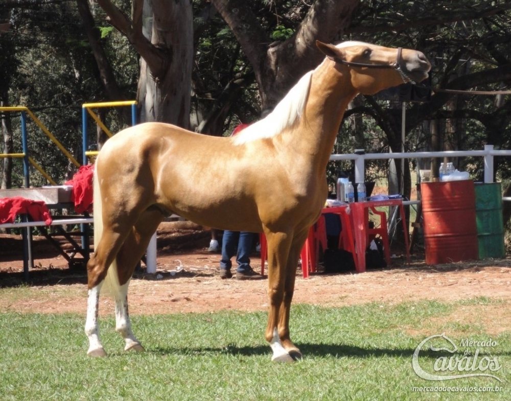 BIONDO DA SÃO PAULO