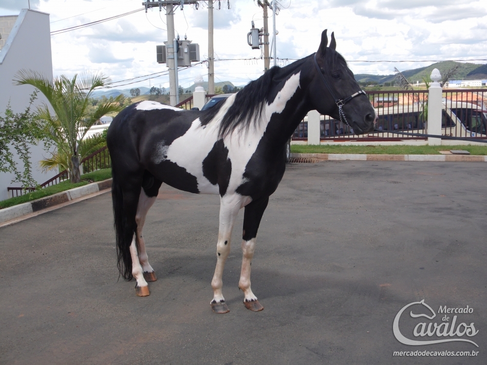 INVASOR TCN