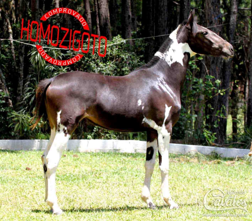 QUINTANDINHA R.M (HOMOZIGOTO)