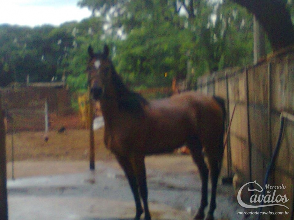 BROUNA