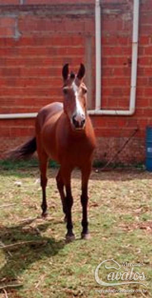 ESTRELA