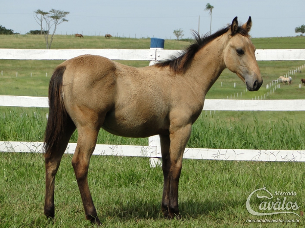 MALIBU DOC CODY NSL