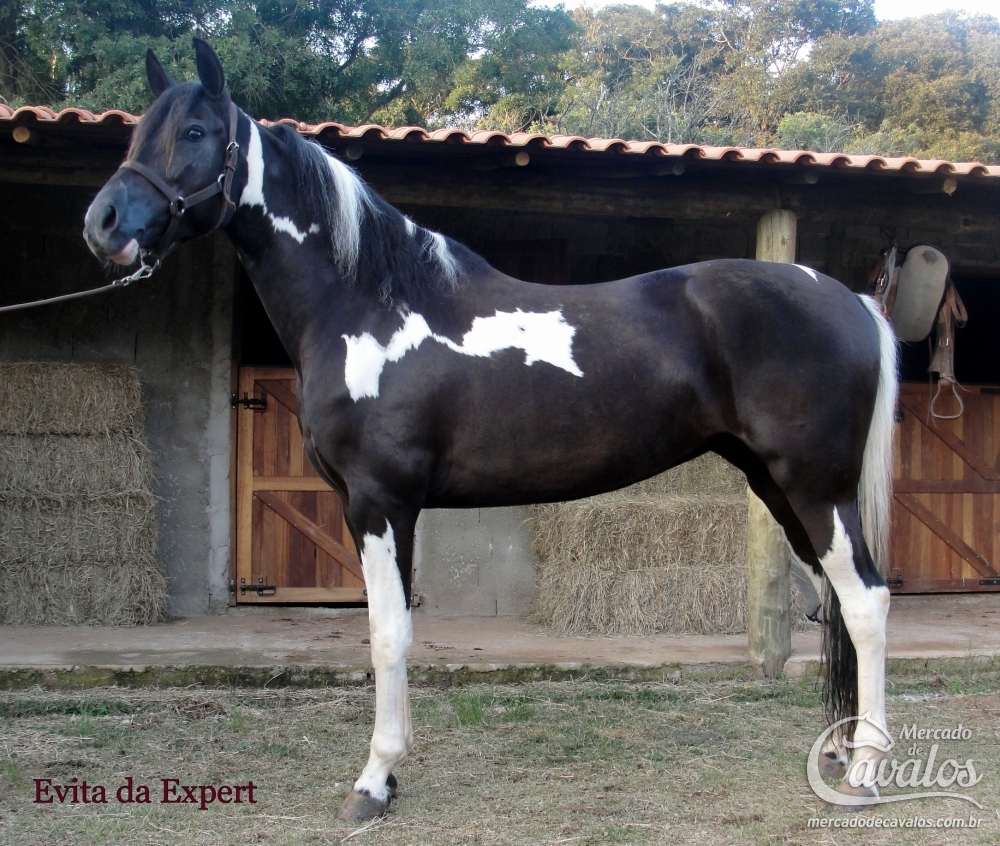 EVITA DA EXPERT