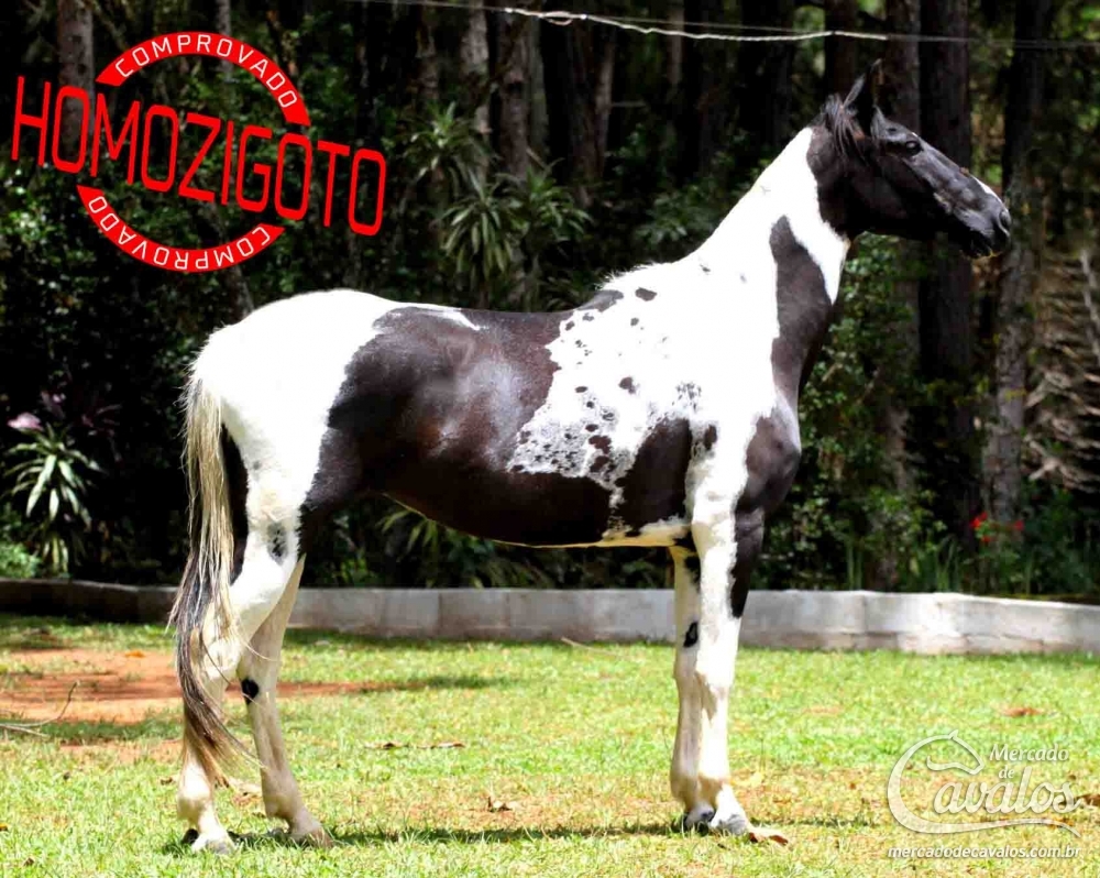 GINCANA R.M (T.E) (HOMOZIGOTA)