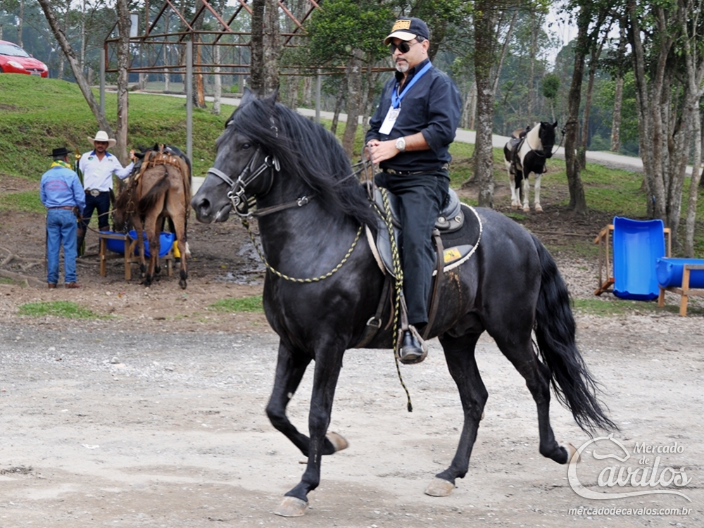 NOBRE ELFAR