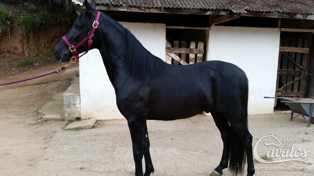 ÉBANO DA PEDRA