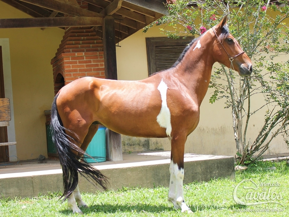 CICLONE DO RASF