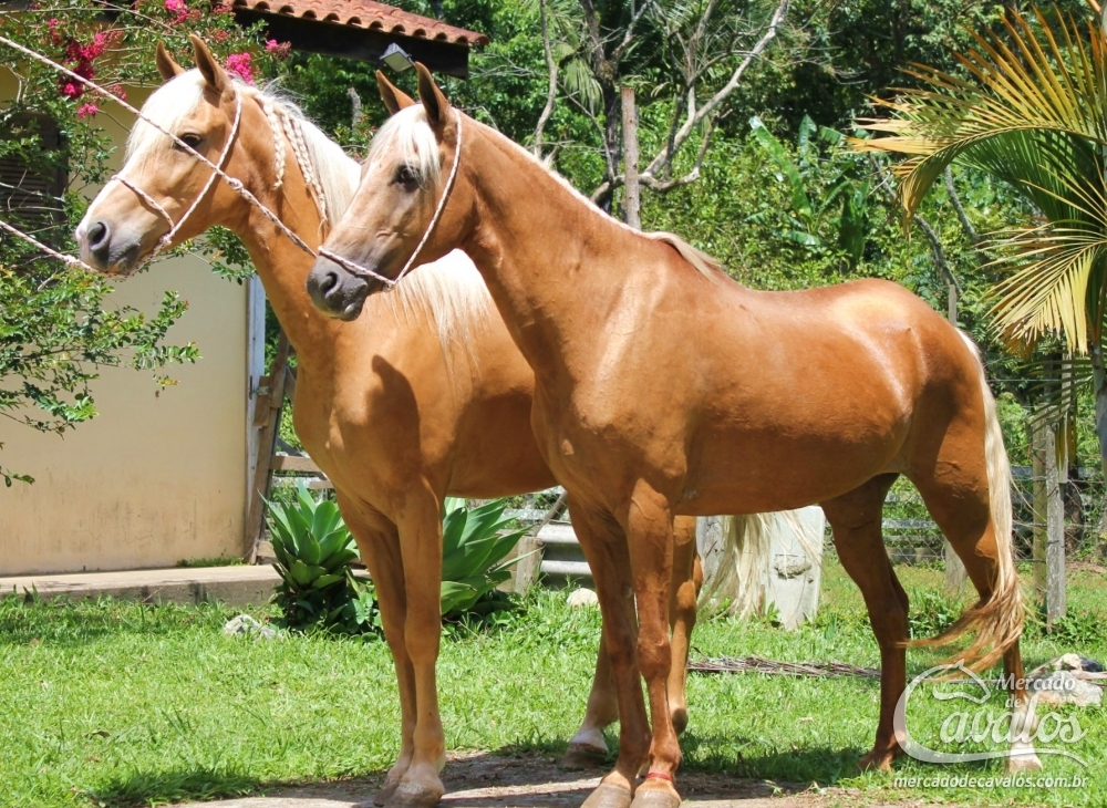 MARI DO RASF