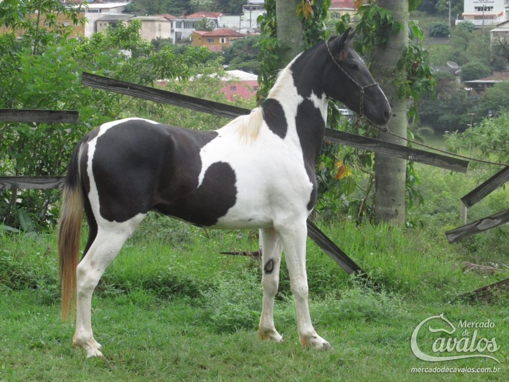 MAJOR DO LUTY