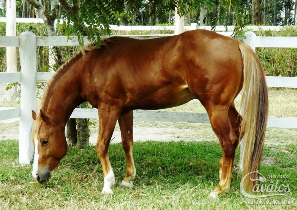 ONE TEXAS OLENA