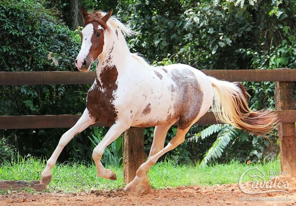 OSCAR RIO DAS PEDRAS
