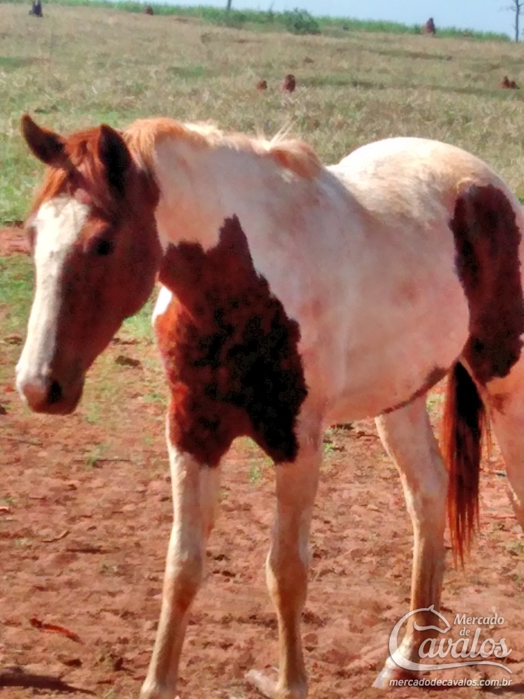 FLICKA