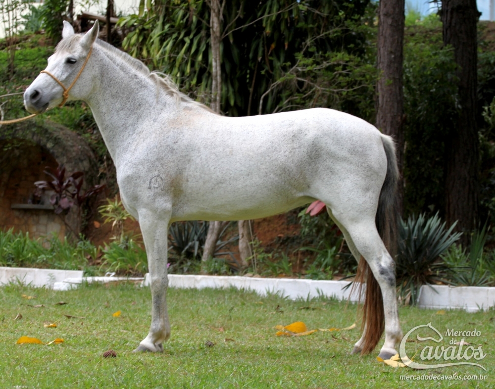 FLICKA AGROPECUÁRIA INDAIÁ