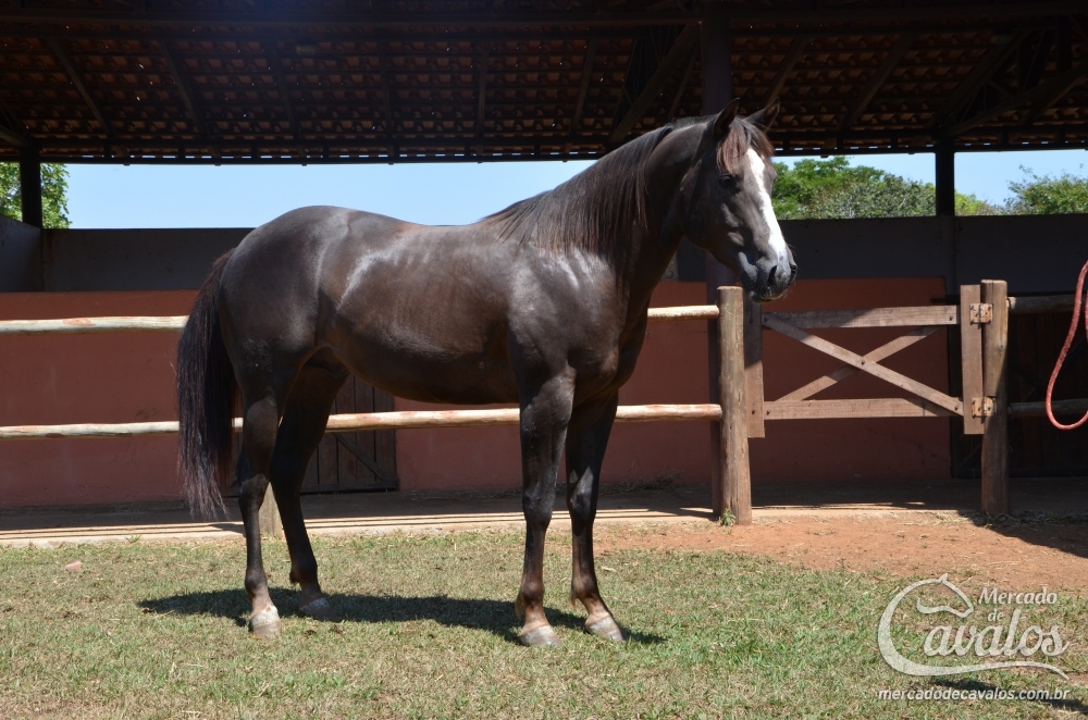CACIQUE CANAA