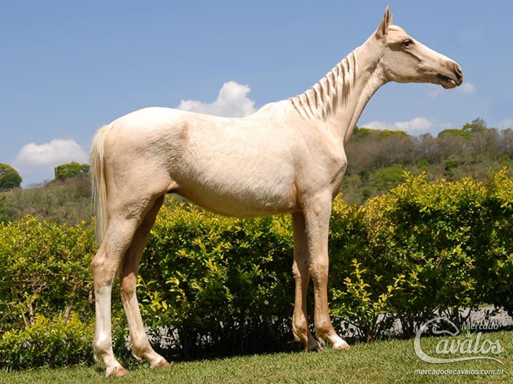 BLANCO DO RANCHINHO