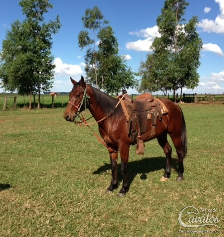 RASH PEP ( TEAM ROPING)