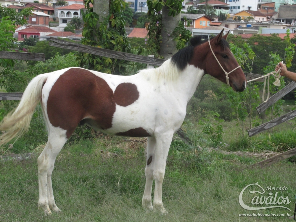 DELEGADO DO LUTY