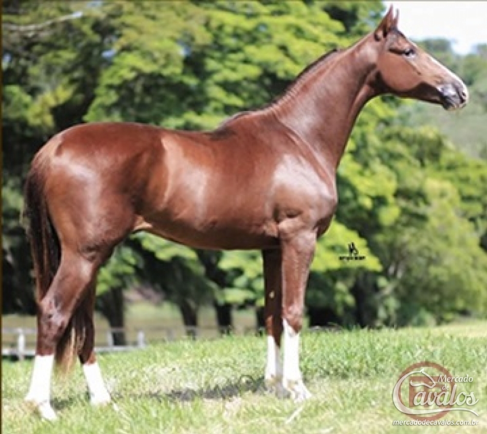 DIAMANTE TRES RIOS (TE)