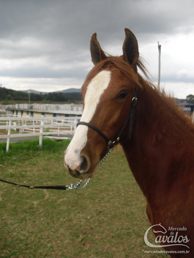 GIGANTE DO HARAS IMPÉRIO