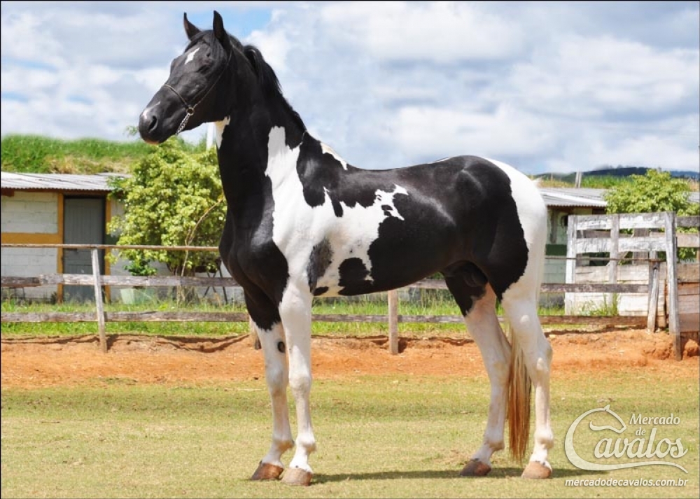 COMANCHEYRO DO HARAS IMPÉRIO