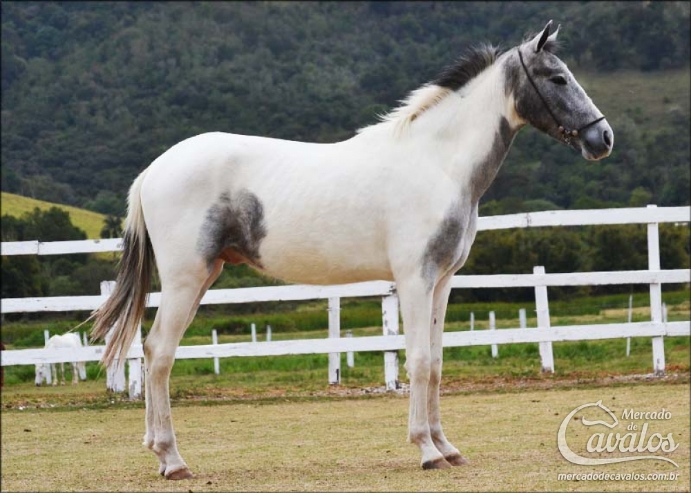 FEITIÇEIRO DO HARAS IMPÉRIO