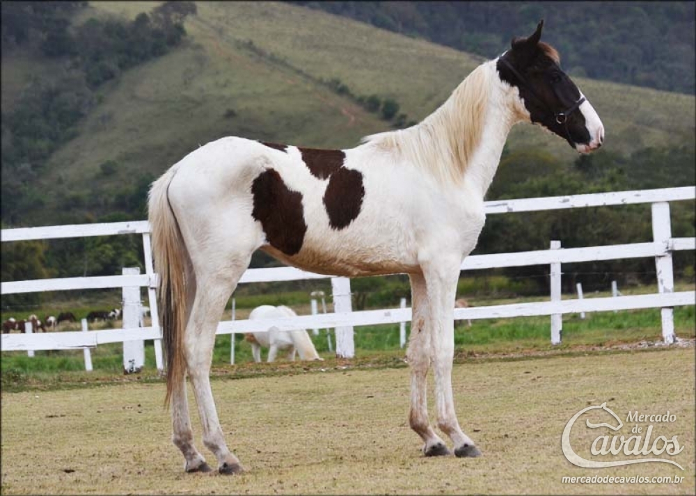 GLORIOSO DO HARAS IMPÉRIO