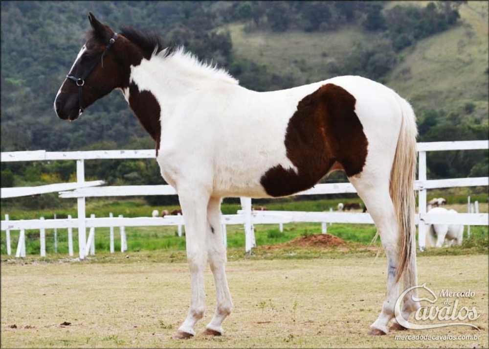 GENERAL DO HARAS IMPÉRIO