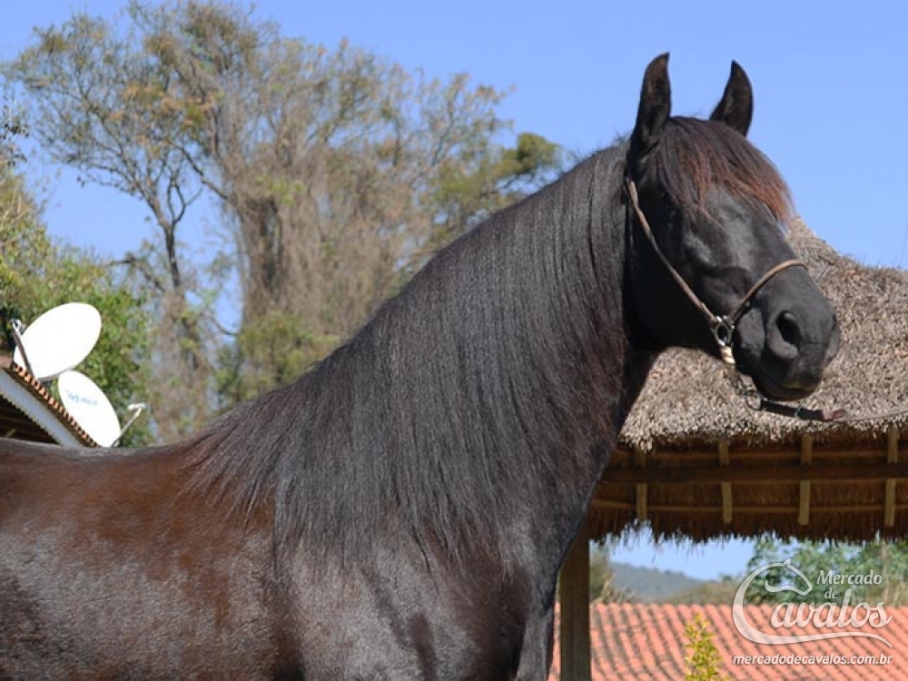 EBANO LUSITANO